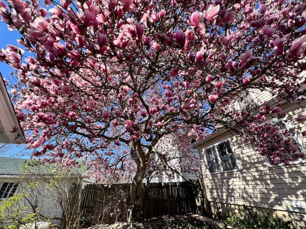 A Tree in a North Riverdale Yard